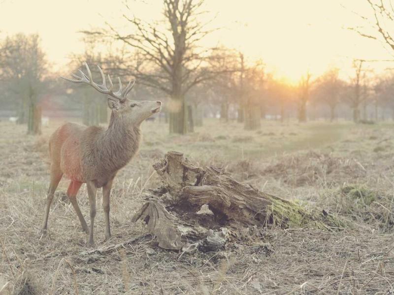 Massa at ultrices habitant eget vivamus efficitur sem pellentesque facilisi dignissim hac venenatis et